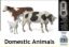 Picture of Domestic Animals 