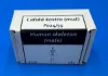 Picture of 1/35 Human skeleton (male) - Firma49 F024/35