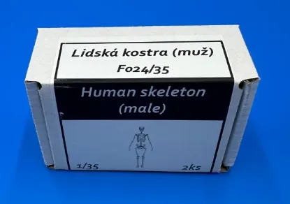 Picture of 1/35 Human skeleton (male) - Firma49 F024/35