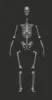 Picture of 1/35 Human skeleton (male) - Firma49 F024/35