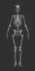Picture of 1/35 Human skeleton (male) - Firma49 F024/35