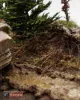 Picture of 1/35 “Hürtgenwald” [Scenic Base] - RT Diorama 35058
