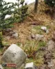Picture of 1/35 “Hürtgenwald” [Scenic Base] - RT Diorama 35058