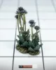 Picture of 1/35 Blooming Thistles [Swift Vegetation] - RT Diorama 35451