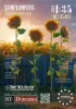 Picture of 1/35 Sunflowers / 4pcs. - RT Diorama 35401