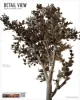 Picture of 1/35 Deciduous Trees Set [Early Growth] - RT Diorama 35445