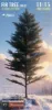 Picture of 1/35 Fir Tree [No.2] 200mm - RT Diorama 35480