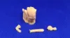 Picture of 1/35 Jagdpanther crew - Glowel Miniatures 35946