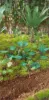 Picture of 1/35 Jungle Plants Set 1 – 4 Different Plants with Resin Parts and Polyurethane Leaves - Reality in Scale PLA01