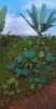 Picture of 1/35 Jungle Plants Set 1 – 4 Different Plants with Resin Parts and Polyurethane Leaves - Reality in Scale PLA01