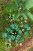 Picture of 1/35 Jungle Plants Set 1 – 4 Different Plants with Resin Parts and Polyurethane Leaves - Reality in Scale PLA01