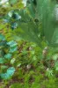 Picture of 1/35 Jungle Plants Set 1 – 4 Different Plants with Resin Parts and Polyurethane Leaves - Reality in Scale PLA01