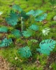 Picture of 1/35 Jungle Plants Set 1 – 4 Different Plants with Resin Parts and Polyurethane Leaves - Reality in Scale PLA01