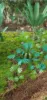 Picture of 1/35 Jungle Plants Set 1 – 4 Different Plants with Resin Parts and Polyurethane Leaves - Reality in Scale PLA01
