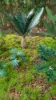 Picture of 1/35 Jungle Plants Set 2 – 4 Different Plants with Resin Parts and Polyurethane Leaves - Reality in Scale PLA02