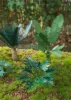 Picture of 1/35 Jungle Plants Set 2 – 4 Different Plants with Resin Parts and Polyurethane Leaves - Reality in Scale PLA02