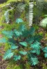 Picture of 1/35 Jungle Plants Set 3 – 4 Different Plants with Resin Parts and Polyurethane Leaves - Reality in Scale PLA03