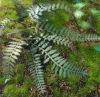 Picture of 1/35 Jungle Plants Set 3 – 4 Different Plants with Resin Parts and Polyurethane Leaves - Reality in Scale PLA03