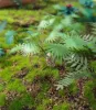 Picture of 1/35 Jungle Plants Set 3 – 4 Different Plants with Resin Parts and Polyurethane Leaves - Reality in Scale PLA03
