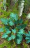 Picture of 1/35 Jungle Plants Set 3 – 4 Different Plants with Resin Parts and Polyurethane Leaves - Reality in Scale PLA03