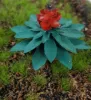 Picture of 1/35 Jungle Plants Set 3 – 4 Different Plants with Resin Parts and Polyurethane Leaves - Reality in Scale PLA03