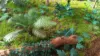 Picture of 1/35 Jungle Plants Set 4 – 4 Different Plants with Resin Parts and Polyurethane Leaves - Reality in Scale PLA04
