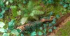 Picture of 1/35 Jungle Plants Set 4 – 4 Different Plants with Resin Parts and Polyurethane Leaves - Reality in Scale PLA04