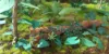 Picture of 1/35 Jungle Plants Set 4 – 4 Different Plants with Resin Parts and Polyurethane Leaves - Reality in Scale PLA04