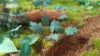 Picture of 1/35 Jungle Plants Set 4 – 4 Different Plants with Resin Parts and Polyurethane Leaves - Reality in Scale PLA04