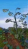 Picture of 1/35 Jungle Plants Set 5 – 4 Different Plants with Resin Parts and Polyurethane Leaves - Reality in Scale PLA05
