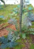 Picture of 1/35 Jungle Plants Set 5 – 4 Different Plants with Resin Parts and Polyurethane Leaves - Reality in Scale PLA05
