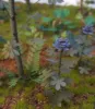 Picture of 1/35 Jungle Plants Set 5 – 4 Different Plants with Resin Parts and Polyurethane Leaves - Reality in Scale PLA05