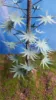 Picture of 1/35 Jungle Tree Set 1 – 1 Tree with Resin Parts and Polyurethane Leaves - Reality in Scale PLA06