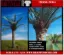 Picture of 1/35 Oil Palm Tree – Resin Trunk with 12 Polyurethane Leaves – 18cm Finished Height - Reality in Scale PLM04