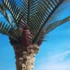 Picture of 1/35 Oil Palm Tree – Resin Trunk with 12 Polyurethane Leaves – 18cm Finished Height - Reality in Scale PLM04