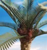 Picture of 1/35 Oil Palm Tree – Resin Trunk with 12 Polyurethane Leaves – 18cm Finished Height - Reality in Scale PLM04