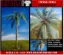 Picture of 1/35 Common Palm Tree – Resin Trunk with 24 Polyurethane Leaves – 23cm Finished Height - Reality in Scale PLM05