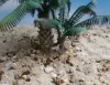 Picture of 1/35 Young Date Palm Set of 2 – Resin Base with 18 Polyurethane Leaves – 10cm Finished Height - Reality in Scale PLM09