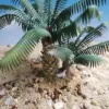 Picture of 1/35 Young Date Palm Set of 2 – Resin Base with 18 Polyurethane Leaves – 10cm Finished Height - Reality in Scale PLM09