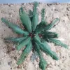 Picture of 1/35 Young Date Palm Set of 2 – Resin Base with 18 Polyurethane Leaves – 10cm Finished Height - Reality in Scale PLM09