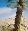 Picture of 1/35 Thick Desert Fan Palm – Resin Trunk with Palm Flower and 18 Polyurethane Leaves – 12cm Finished Height - Reality in Scale PLM11