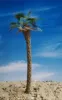 Picture of 1/35 Desert Fan Palm – Resin Trunk with 18 Polyurethane Leaves – 18cm Finished Height - Reality in Scale PLM12