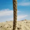 Picture of 1/35 Desert Fan Palm – Resin Trunk with 18 Polyurethane Leaves – 18cm Finished Height - Reality in Scale PLM12