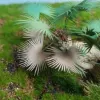 Picture of 1/35 Ground Palm Set 1 – Resin Trunks with 18 Polyurethane Leaves – 6cm Finished Height - Reality in Scale PLM16