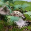 Picture of 1/35 Ground Palm Set 1 – Resin Trunks with 18 Polyurethane Leaves – 6cm Finished Height - Reality in Scale PLM16