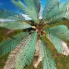 Picture of 1/35 Palm Leaves Type 1 – 24 Leaves in 3 Sizes with Wire - Reality in Scale PLM17