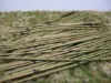 Picture of 1/35 Bamboo Set 1 – Natural Bamboo Medium Green - Reality in Scale TREE03