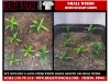 Picture of 1/35 Small Weeds – Medium/Light Green (High Quality Plastic Plants) - Reality in Scale PP001