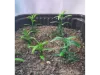 Picture of 1/35 Small Weeds – Medium/Light Green (High Quality Plastic Plants) - Reality in Scale PP001