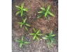 Picture of 1/35 Small Weeds – Medium/Light Green (High Quality Plastic Plants) - Reality in Scale PP001